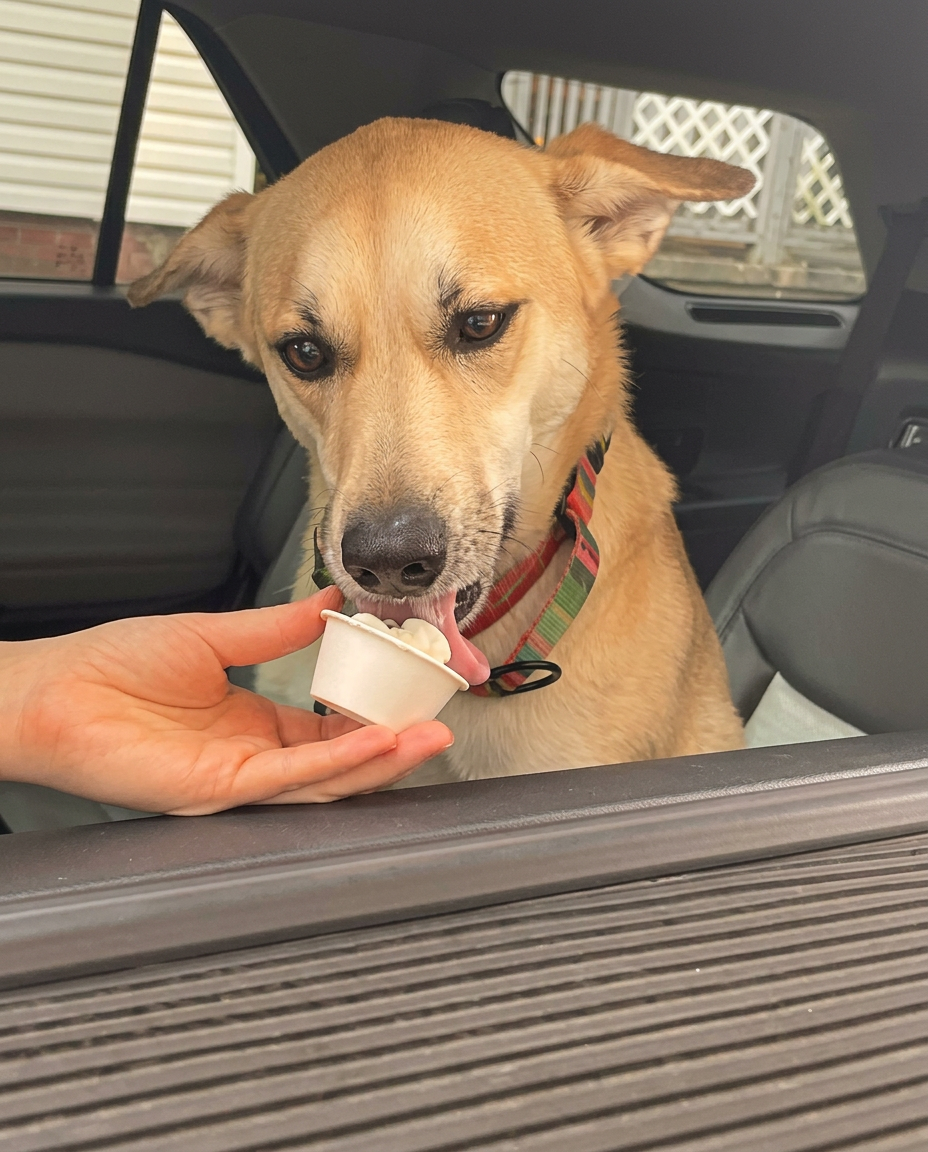 Pup Cups
